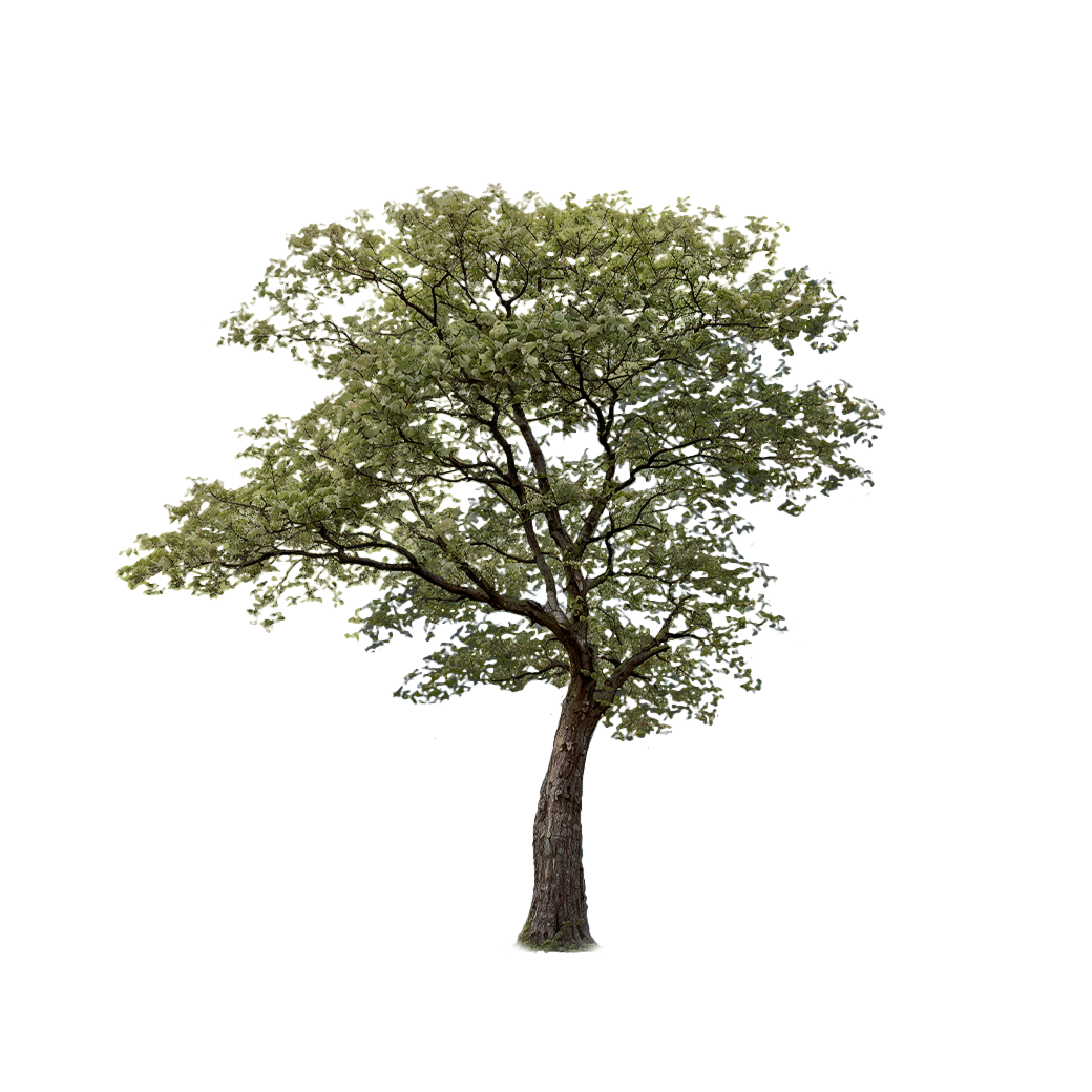 Дерево на карточке мероприятия